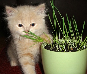 Kucing Makan Rumput