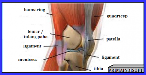 anatomi lutut | ligament