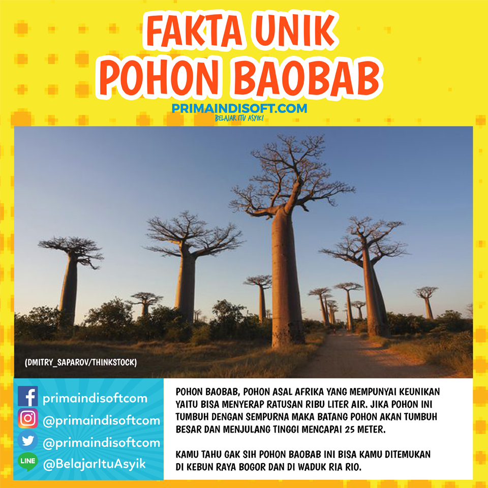 Fakta Unik Pohon Baobab yang Wajib Kamu Tahu!