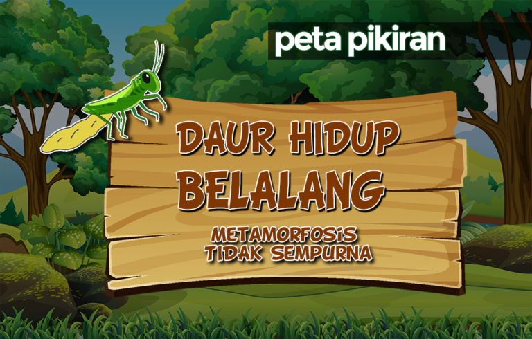 Materi Kelas 4 Peta Pikiran : Daur Hidup Belalang - Primaindisoft